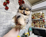 Собаки в Москве: Супер меховой мальчик померанского шпица редкого окраса Мальчик, Бесплатно - фото 3