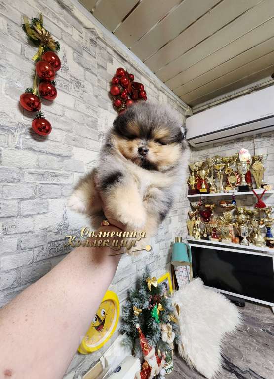 Собаки в Москве: Супер меховой мальчик померанского шпица редкого окраса Мальчик, Бесплатно - фото 3