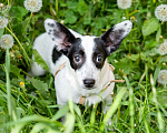 Собаки в Волоколамске: Маленькая собачка в добрый руки Девочка, Бесплатно - фото 2