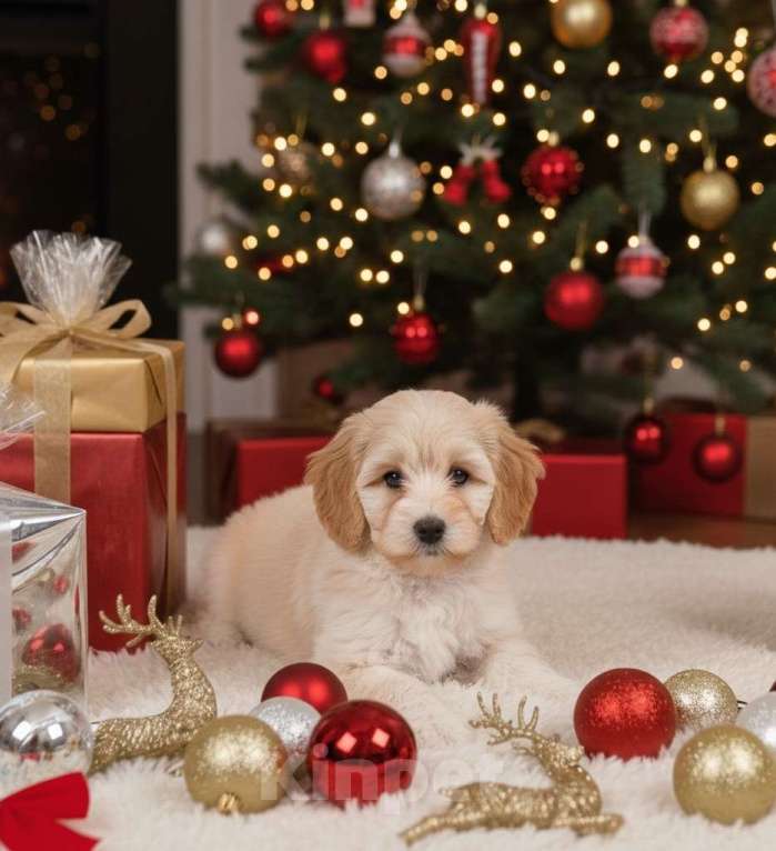 Собаки в Москве:  Элитный кавапу мини | кремовый мальчик 5 месяцев | голубой сегмент глаза Мальчик, 90 000 руб. - фото 2