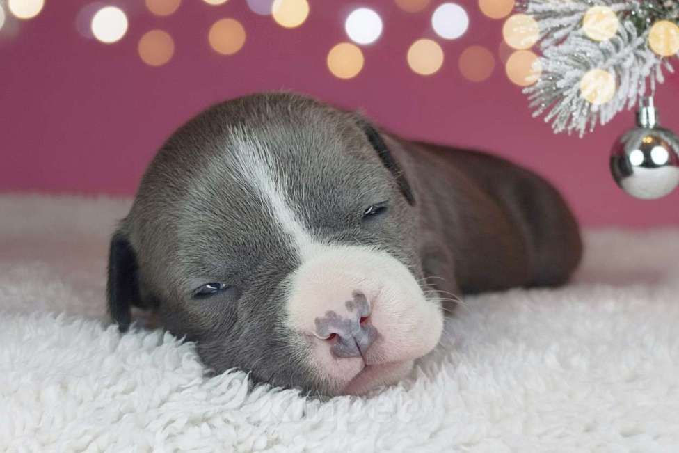 Собаки в Хабаровске: Красивая девочка голубого окраса  Девочка, 100 000 руб. - фото 2