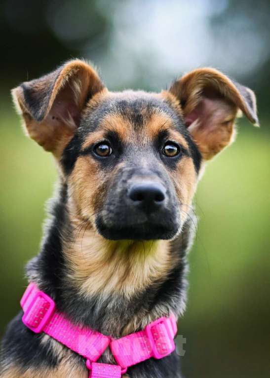 Собаки в других городах Московской области: Чудо с бархатными ушками:) Девочка, Бесплатно - фото 7