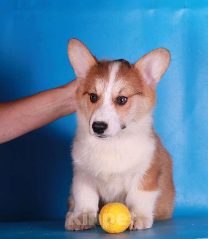 Собаки в Москве: вельш корги пемброк щенки Мальчик, 90 000 руб. - фото 1