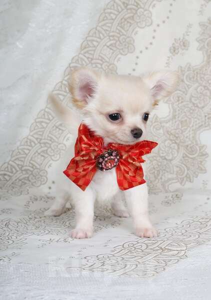 Собаки в Люберцах: Чихуахуа  Мальчик, 37 000 руб. - фото 1