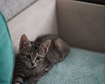 Кошки в Москве: Очаровательные двухмесячные котята ищут семью Девочка, 1 руб. - фото 7