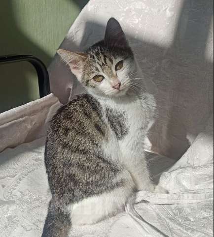 Кошки в Ульяновске: Ласковая девочка 2 мес. Девочка, Бесплатно - фото 10