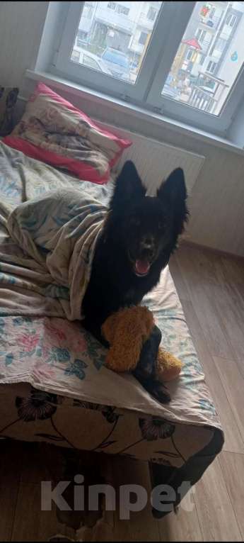 Собаки в Челябинске: Отдам собаку в добрые и надёжные руки Мальчик, Бесплатно - фото 3