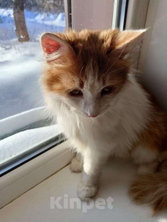 Кошки в Калуге: Отдам в хорошие руки Мальчик, Бесплатно - фото 5