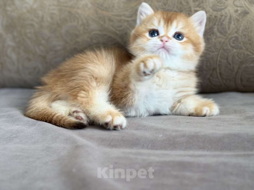 Кошки в Оренбурге: Британские котята золотая шоколадная шиншилла Разнополые, Бесплатно - фото 8