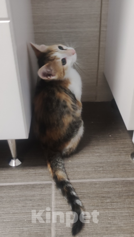 Кошки в Калуге: Жду хозяина  Девочка, Бесплатно - фото 2