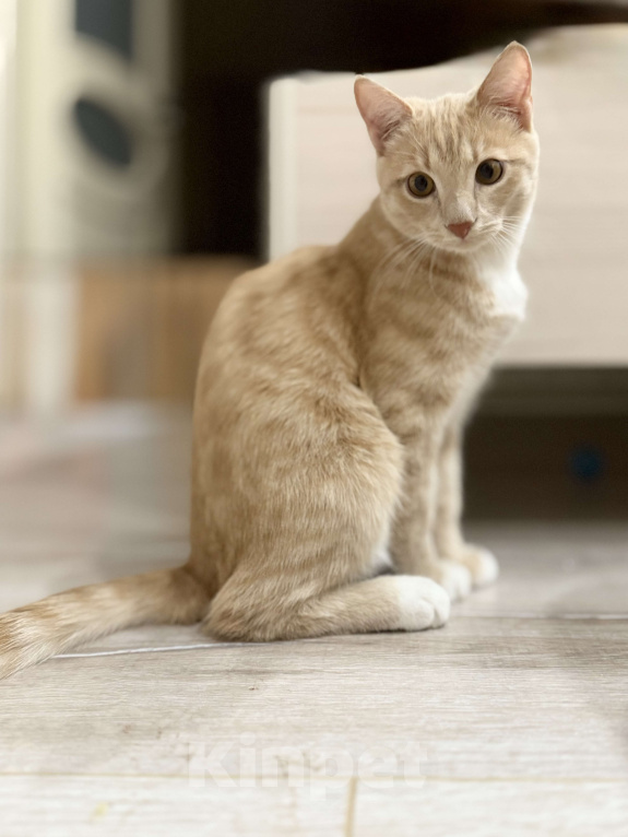 Кошки в Красноярске: 🆘ПОТЕРЯЛСЯ КОТИК! 🐈  Мальчик, 10 000 руб. - фото 2