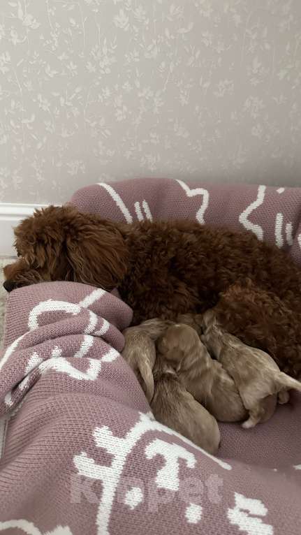 Собаки в других городах Краснодарского края: Мальтипу f1 мини Мальчик, 170 000 руб. - фото 6