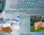 Собаки в Москве: Вельш корги пемброк щенки Мальчик, 70 000 руб. - фото 5