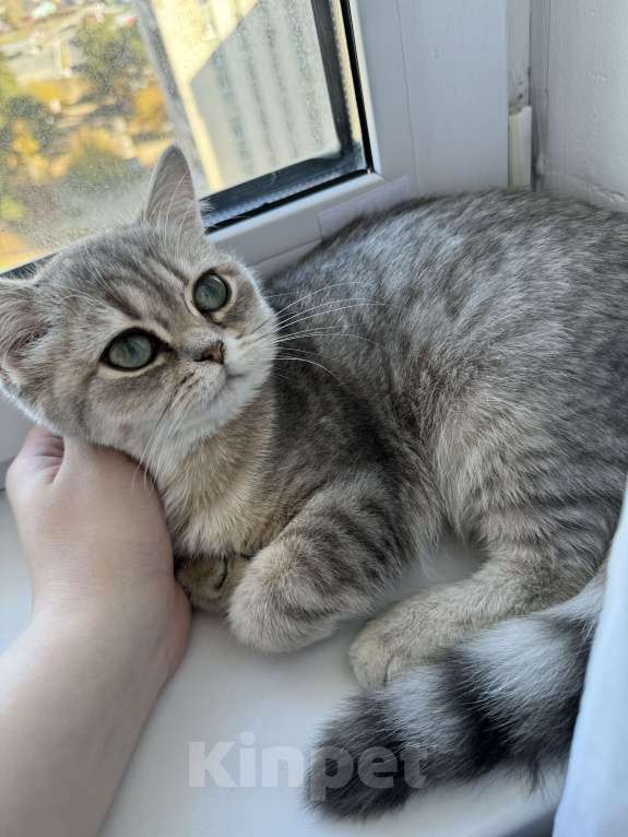 Кошки в Екатеринбурге: Продам кошку в связи с переездом , стерилизована в мае. Родилась 20.04.2024 Девочка, 5 000 руб. - фото 2