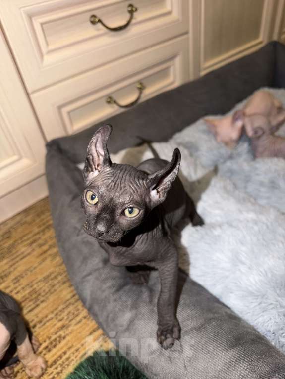 Кошки в Москве: Бамбино канадский сфинкс Разнополые, 25 000 руб. - фото 3
