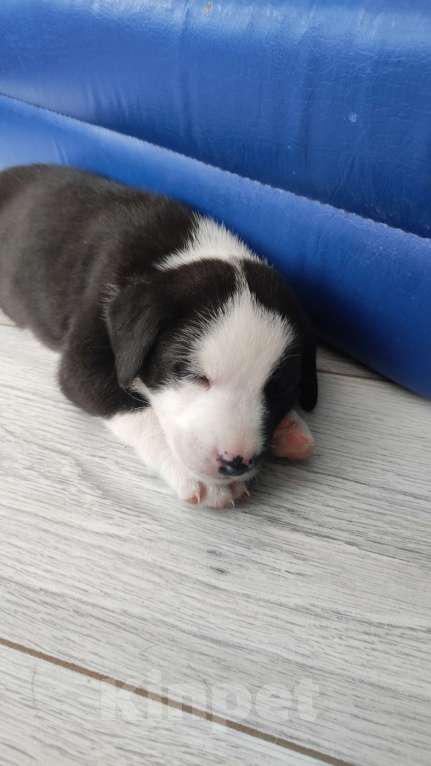 Собаки в Липецке: Бордер колли митис (викинг) Мальчик, 15 000 руб. - фото 2