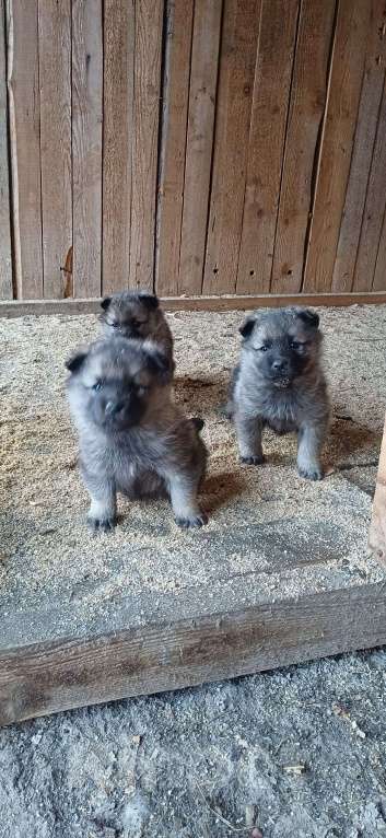 Собаки в Пыти-Яхе: Продажа Мальчик, 25 000 руб. - фото 7