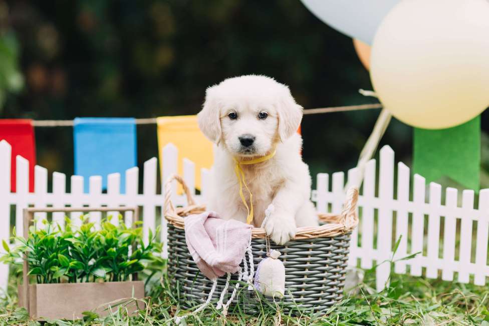 Собаки в Москве: Золотистый ретривер - доставка в любой город! Девочка, 50 000 руб. - фото 3