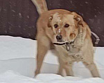 Собаки в Москве: Золотой лабрадористый мальчик Мальчик, Бесплатно - фото 3