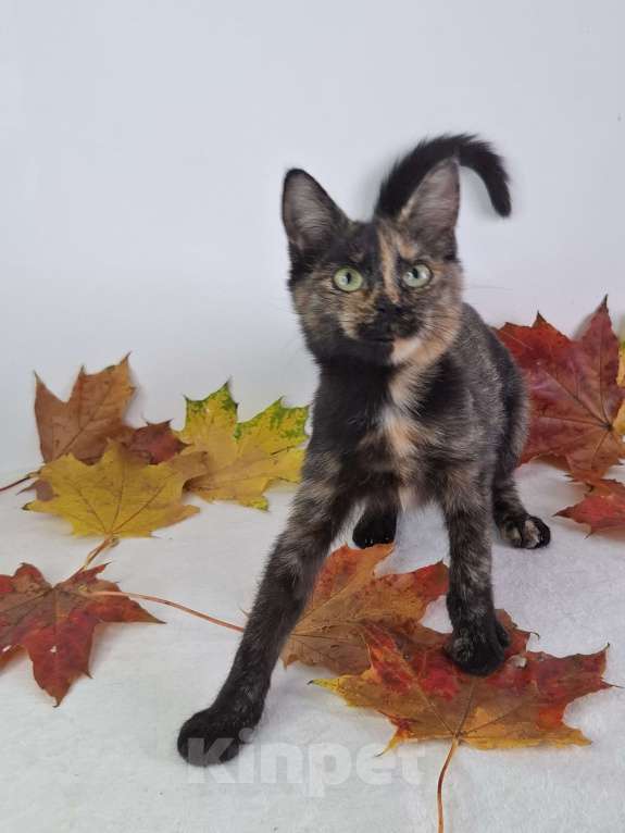 Кошки в Москве: Огненный котёнок в добрые руки  Девочка, Бесплатно - фото 10