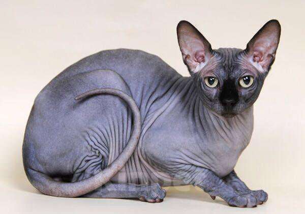 Кошки в Новоалтайске: Отдам в хорошие руки  Мальчик, Бесплатно - фото 1