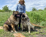 Собаки в Москве: Молодой кавказец в дар, Бесплатно - фото 7