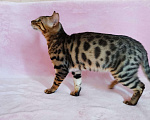 Кошки в Солнечногорске: Бенгальский котенок Ф1 Мальчик, 80 000 руб. - фото 3
