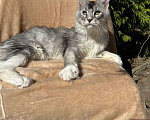 Кошки в Калуге: Котята мейн-кун Мальчик, 50 000 руб. - фото 1