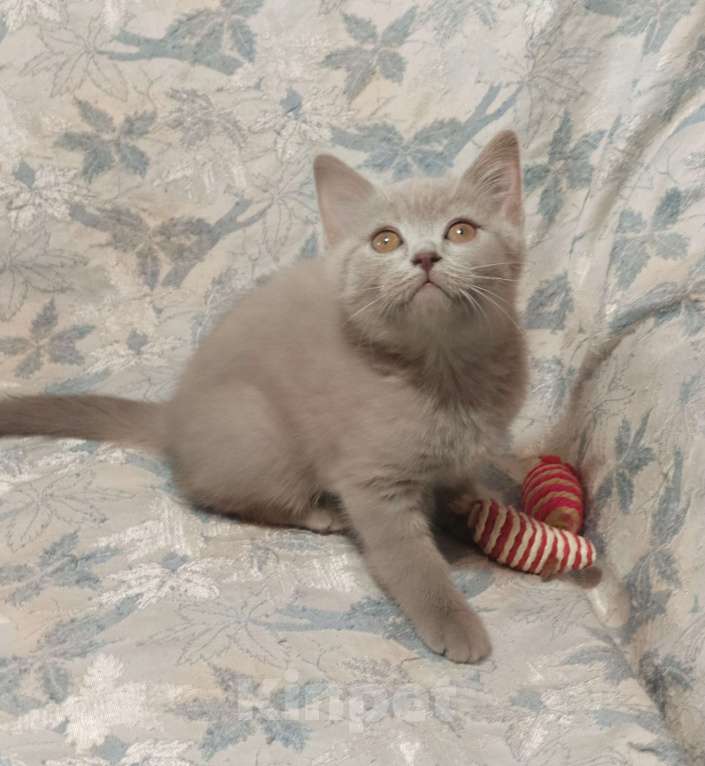 Кошки в Москве: Прямоухий  котенок лилового окраса Девочка, 20 000 руб. - фото 3