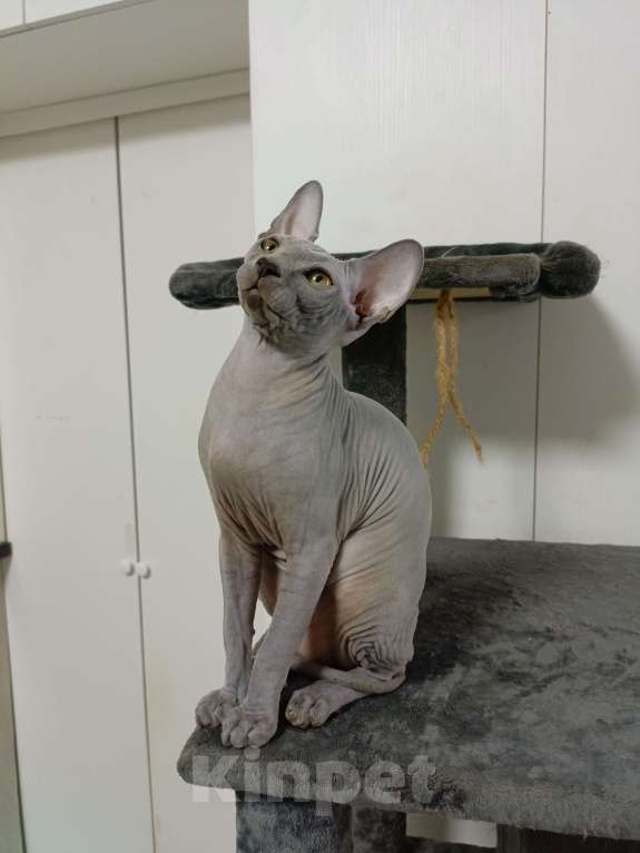 Кошки в Москве: Голубые эксклюзивные эльфы сфинксы Девочка, 180 000 руб. - фото 7