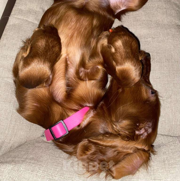 Собаки в Москве: Щенок ирландского сеттера Девочка, Бесплатно - фото 3