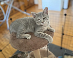 Кошки в Москве: Котенок в добрые руки Девочка, Бесплатно - фото 2