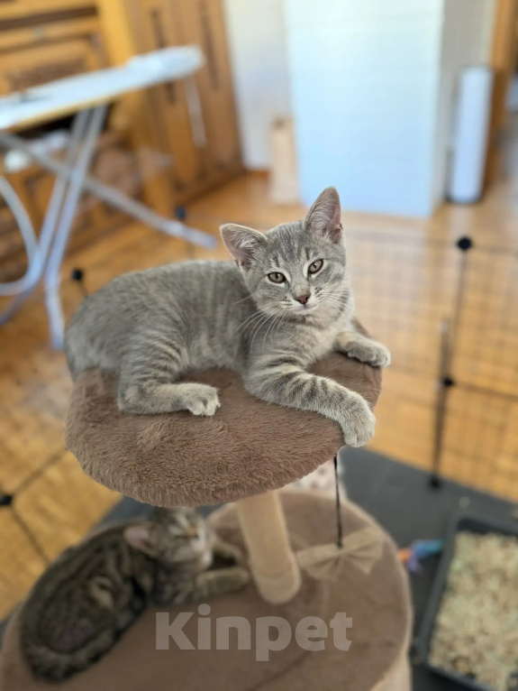 Кошки в Москве: Котенок в добрые руки Девочка, Бесплатно - фото 2