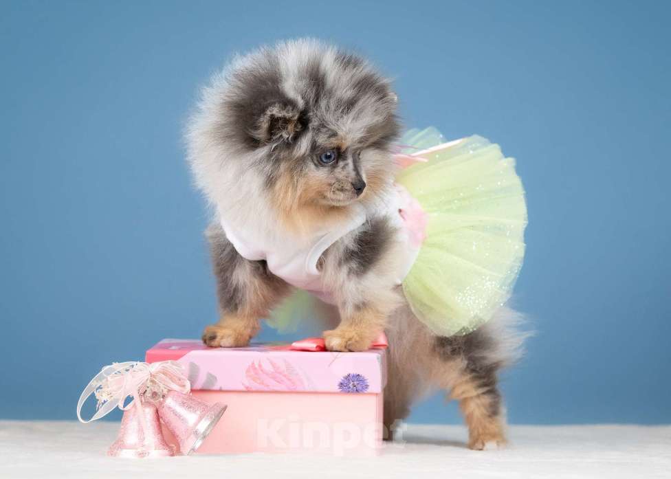 Собаки в Всеволожске: Девочка померанского шпица Девочка, Бесплатно - фото 1