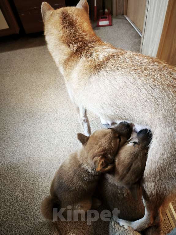 Собаки в Никольском: Продается щенок сиба ину Мальчик, 70 000 руб. - фото 4