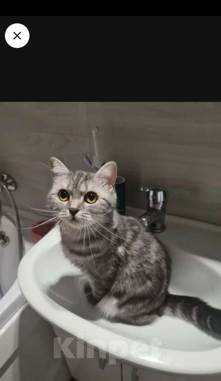 Кошки в Санкт-Петербурге: Отдам кошку в хорошие руки Девочка, Бесплатно - фото 3