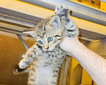 Кошки в Санкт-Петербурге: Котята  Девочка, Бесплатно - фото 2