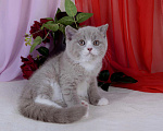 Кошки в Санкт-Петербурге: Британский котик окраса лиловый биколор Мальчик, 40 000 руб. - фото 3
