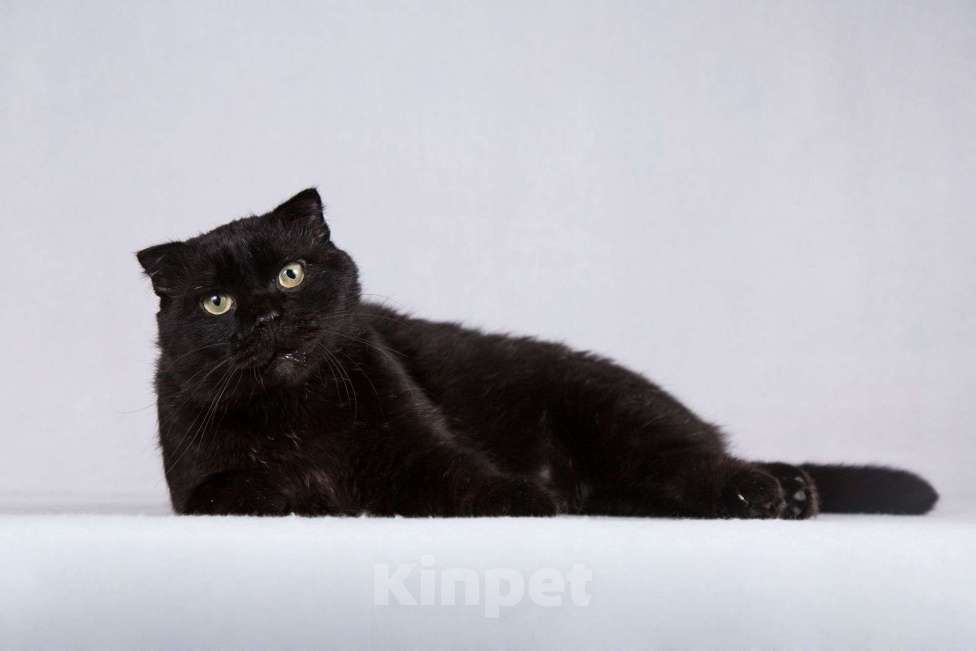 Кошки в Москве: Чёрный вислоухий красавец кот Фауст Мальчик, Бесплатно - фото 4