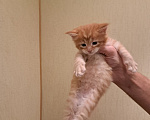 Кошки в Брянске: Котенок мейн-кун Мальчик, 8 000 руб. - фото 1