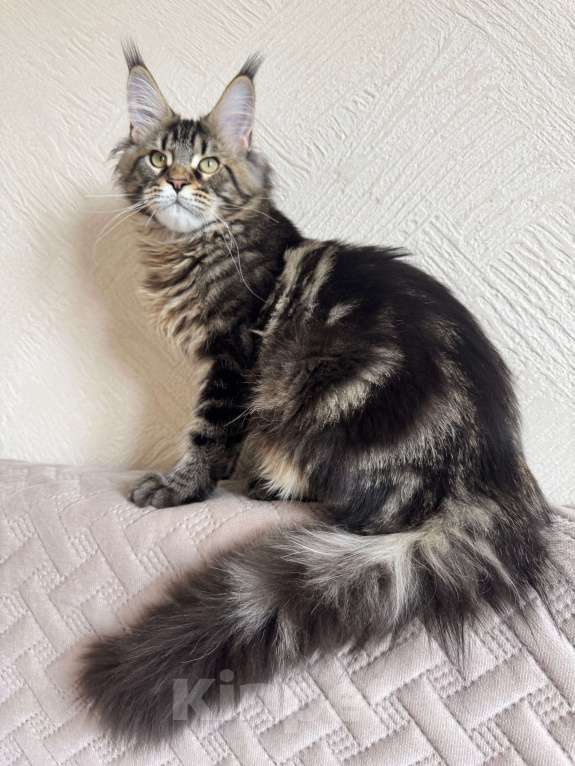 Кошки в Калининграде: Котик мейн кун Мальчик, Бесплатно - фото 6