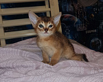 Кошки в Подольске: Абиссинский мальчик Мальчик, 25 000 руб. - фото 4