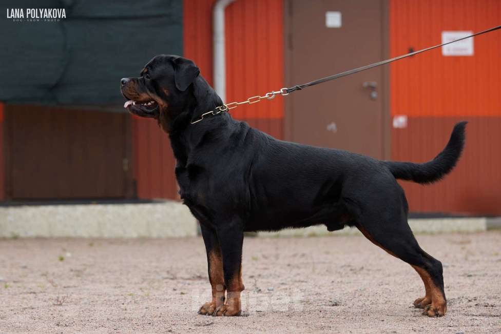 Собаки в Всеволожске: Щенки ротвейлера  Мальчик, 100 000 руб. - фото 6