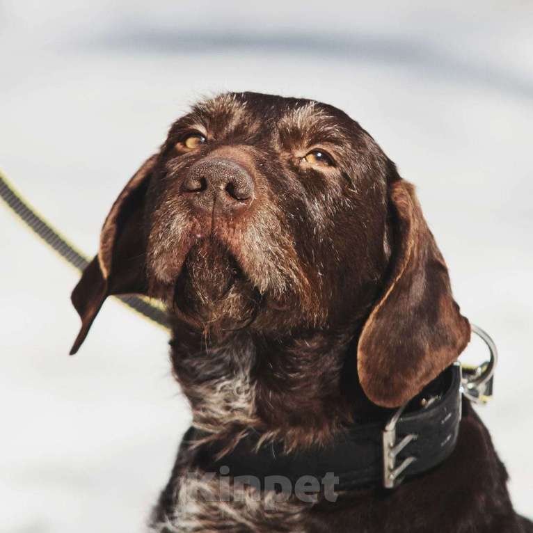 Собаки в Москве: Немецкий дратхаар Линда в добрые руки Девочка, Бесплатно - фото 2