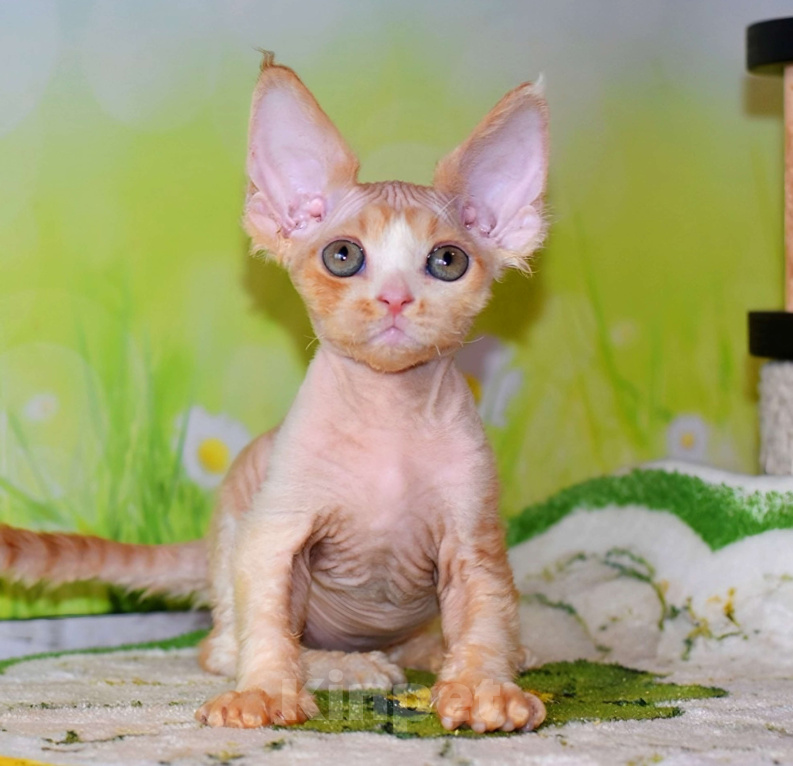 Кошки в Москве: Очаровытельный мальчик красный биколор Мальчик, 70 000 руб. - фото 1