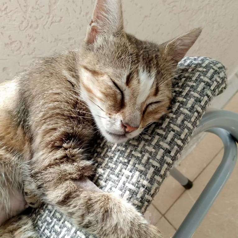 Кошки в Москве: Пожалуйста, не дайте мне вернуться обратно.. Девочка, Бесплатно - фото 3