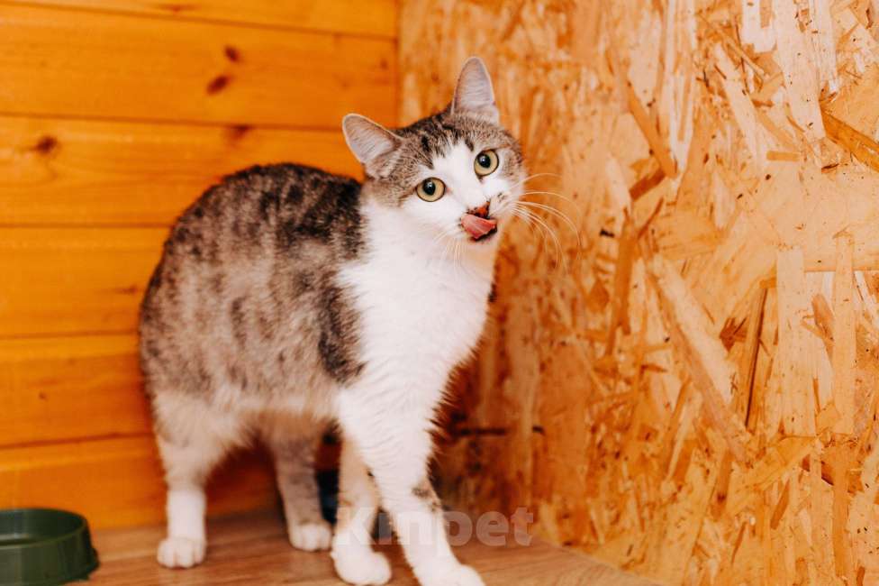 Кошки в Москве: Кошечка Маруся ❤️Очень ищет дом и любимых хозяев  Девочка, 100 руб. - фото 2