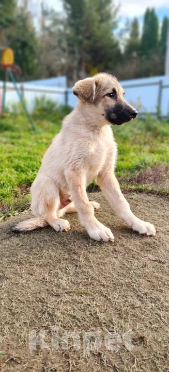 Собаки в других городах Московской области: Лорд якутенок в добрые руки Мальчик, Бесплатно - фото 8