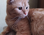 Кошки в Самаре: Вислоухий котёнок  Мальчик, 2 500 руб. - фото 4