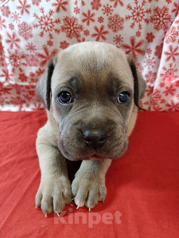 Собаки в других городах Краснодарского края: Кане-Корсо, щенок Девочка, 25 000 руб. - фото 3